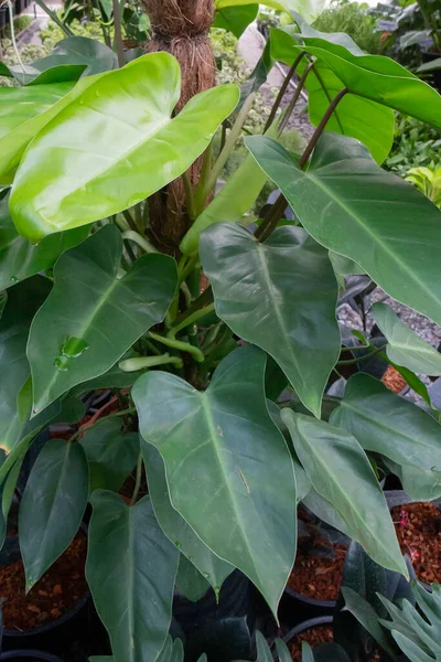 緑の市場での熱帯植物ポット販売 ストックフォト — ストック写真