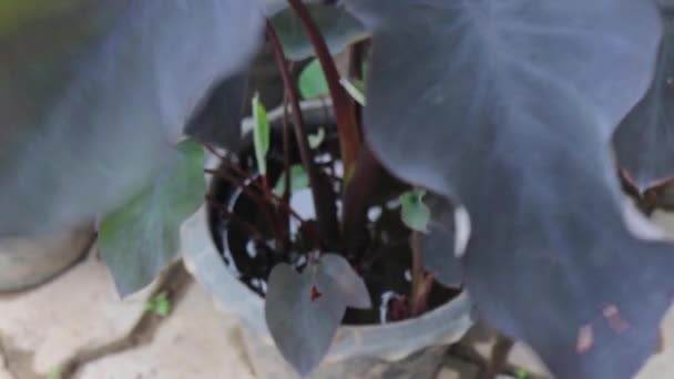 Colocasia Magia Negra Orelhas Elefante Preto Planta Imagens Estoque — Vídeo de Stock