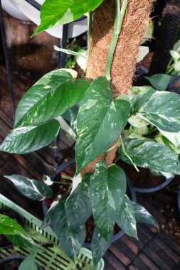 Ağaç bahçesinde yeşil yapraklar, stok fotoğrafı