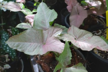 Ağaç bahçesinde yeşil yapraklar, stok fotoğrafı