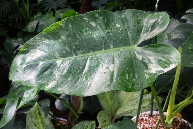 Ağaç bahçesinde yeşil yapraklar, stok fotoğrafı