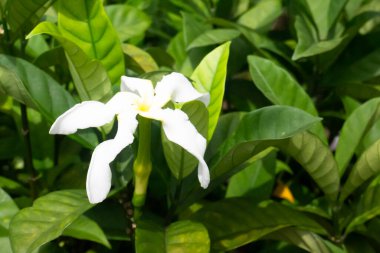 Ağaç bahçesinde yeşil yapraklar, stok fotoğrafı
