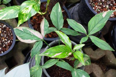 Ağaç bahçesinde yeşil yapraklar, stok fotoğrafı