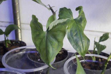 Siyah saksıda sengonyum podophyllum, stok fotoğrafı
