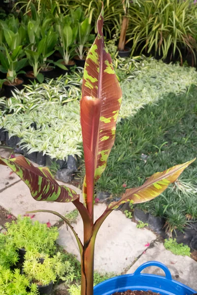 Daun Hijau Tanaman Kebun Pohon Saham Foto — Stok Foto