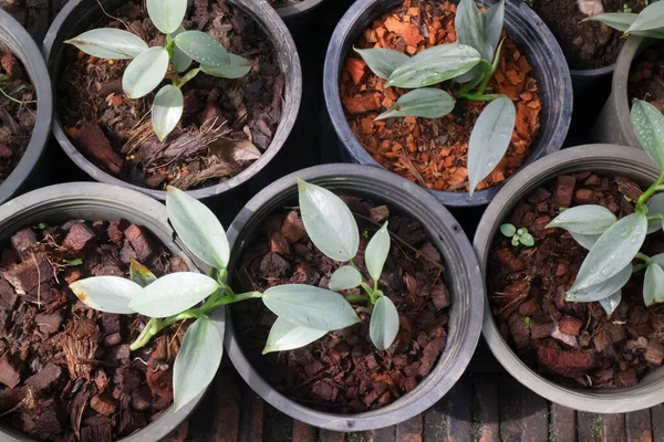 Green Leaves Plant Tree Garden Stock Photo — Stock Photo, Image