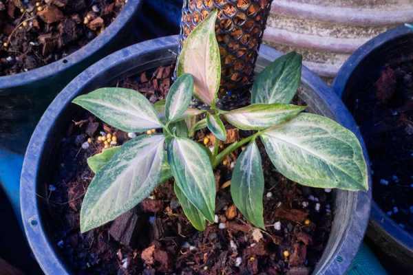 Black Plant Pot Syngonium Podophyllum Stock Photo — 스톡 사진