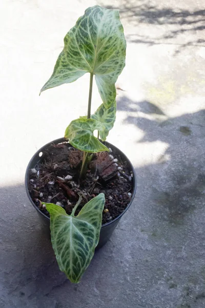Syngonium Podophyllum Dalam Pot Tanaman Hitam Foto Stok — Stok Foto