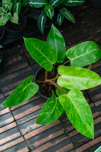 Gröna Blad Växt Trädgården Stock Foto — Stockfoto