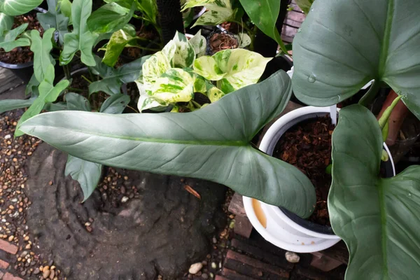 Daun Hijau Tanaman Kebun Pohon Saham Foto — Stok Foto