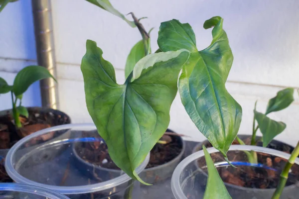 Syngonium Podophyllum Black Plant Pot Stock Photo — Stock Photo, Image