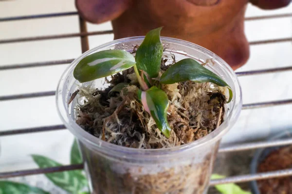 Mini filodendron pembe prenses saksıda, stok fotoğrafı