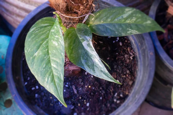 Baby Plant Epipremnum Pinnatum Albo Variegata Stock Photo — Stok Foto