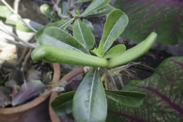 Adenium Obesum Doniczce Zdjęcie — Zdjęcie stockowe