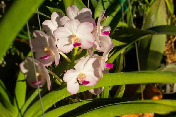 Krásná Orchidej Květina Domácí Zahradě Stock Fotografie — Stock fotografie