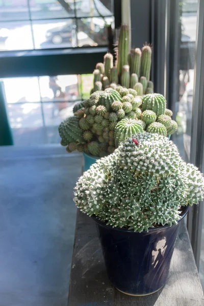 Pot de cactus au soleil près de la fenêtre — Photo