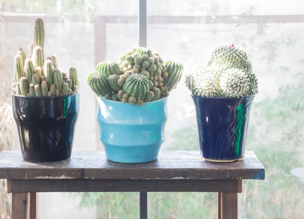 Pot de cactus au soleil près de la fenêtre — Photo