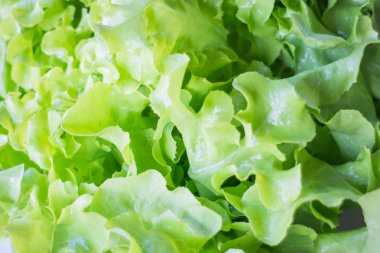 Taze hydroponic yeşil meşe sebze