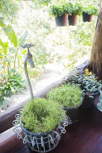 Group of little green plant — Stock Photo, Image