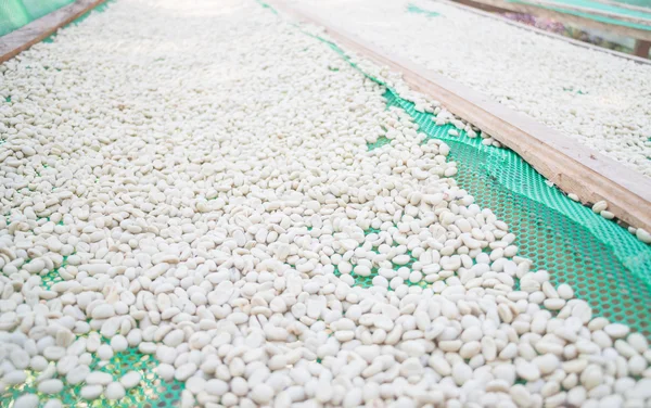 Green coffee beans dried in the sun — Stock Photo, Image