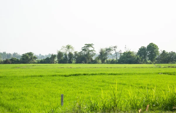 Champ de riz herbe verte avec soleil briller — Photo