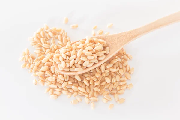 Organic pet wheat grass seeds — Stock Photo, Image