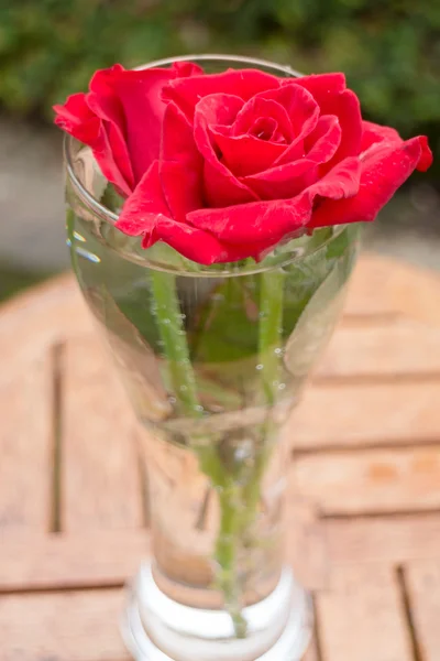 Beautiful red rose in home garden — Stock Photo, Image