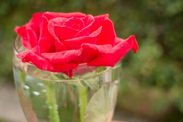 Mooie rode roos in huis Tuin — Stockfoto