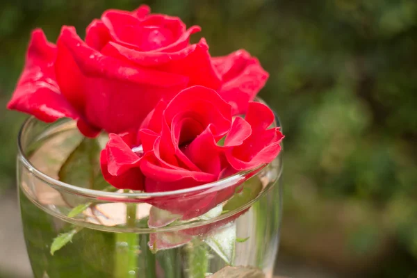 Beautiful red rose in home garden — Stock Photo, Image