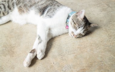 Siyam kedisi evde boş zaman yalan