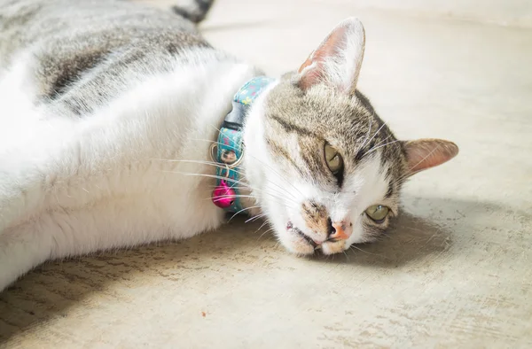 Sziámi macska fekve szabadidő otthon — Stock Fotó