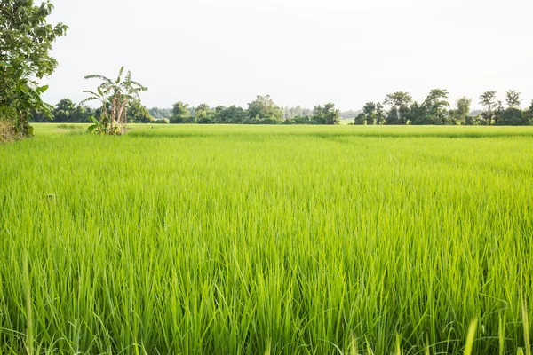 Champ de riz rural herbe verte — Photo