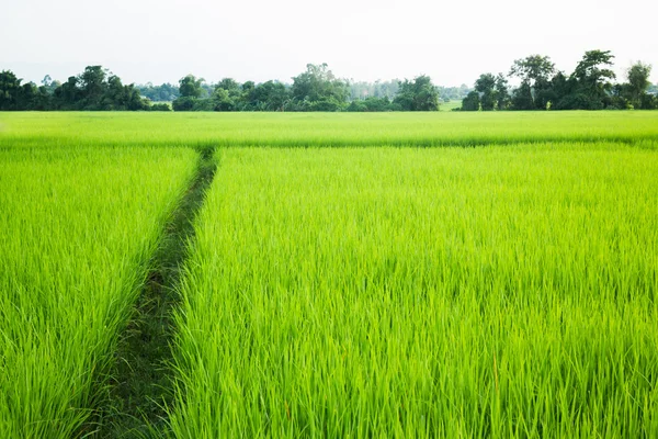 Champ de riz rural herbe verte — Photo