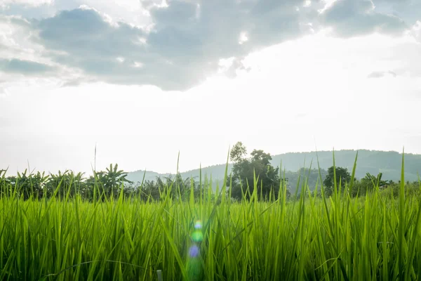 Champ de riz rural herbe verte — Photo