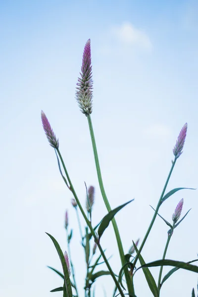 Винтажный цветок на закате — стоковое фото