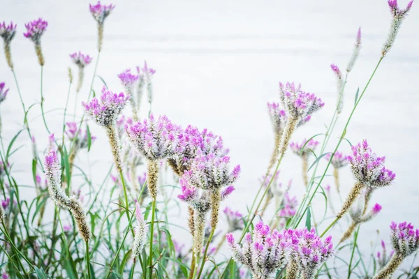 여름에 빈티지 꽃 식물 — 스톡 사진