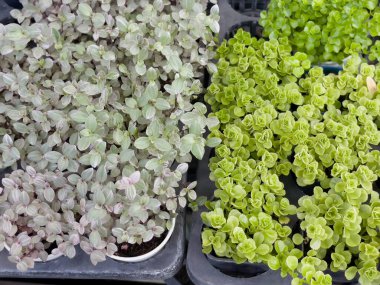 Ev bahçesindeki en az doğal çiçek alanı, stok fotoğrafı.