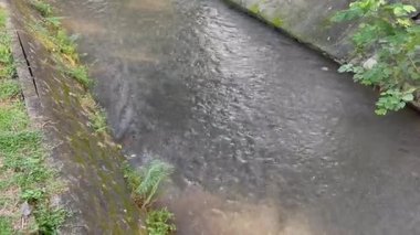 Yeşillik bahçesinin rahatlatıcı manzarası, stok görüntüleri.