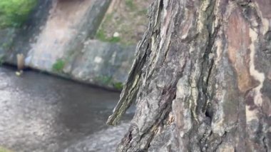 Yeşillik bahçesinin rahatlatıcı manzarası, stok görüntüleri.