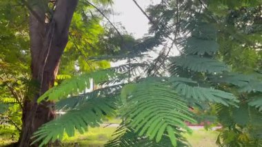 Yeşillik bahçesinin rahatlatıcı manzarası, stok görüntüleri.