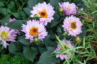 Bahçe, Tayland 'da çeşitli bitki dekorasyonu, stok fotoğrafı.