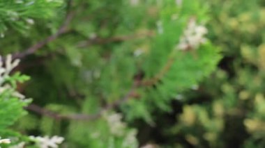 Yeşil alan ev bahçesinde dinleniyor, bitkilerle, stok görüntüleriyle.