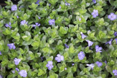 Bahçe, Tayland 'da çeşitli bitki dekorasyonu, stok fotoğrafı.