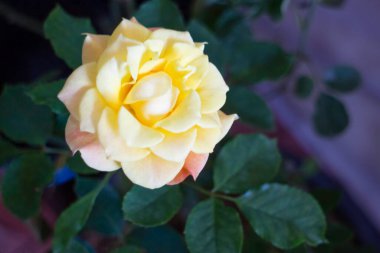 Bahçe, Tayland 'da çeşitli bitki dekorasyonu, stok fotoğrafı.