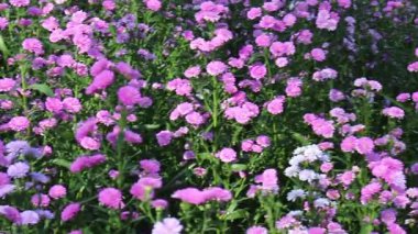 Doğa gezisi için bahçe bahçesinde çiçek festivali, stok görüntüleri
