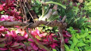 Doğa gezisi için bahçe bahçesinde çiçek festivali, stok görüntüleri