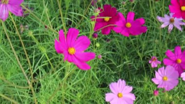 Doğa gezisi için bahçe bahçesinde çiçek festivali, stok görüntüleri