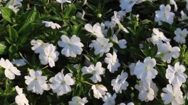 Doğa gezisi için bahçe bahçesinde çiçek festivali, stok görüntüleri