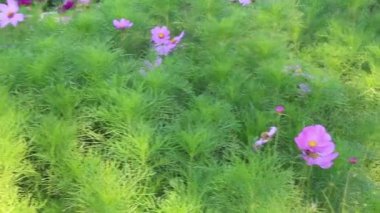 Doğa gezisi için bahçe bahçesinde çiçek festivali, stok görüntüleri