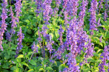 Yeşil alan, bahçenin dışında bitkilerle, stok fotoğraflarıyla rahatla